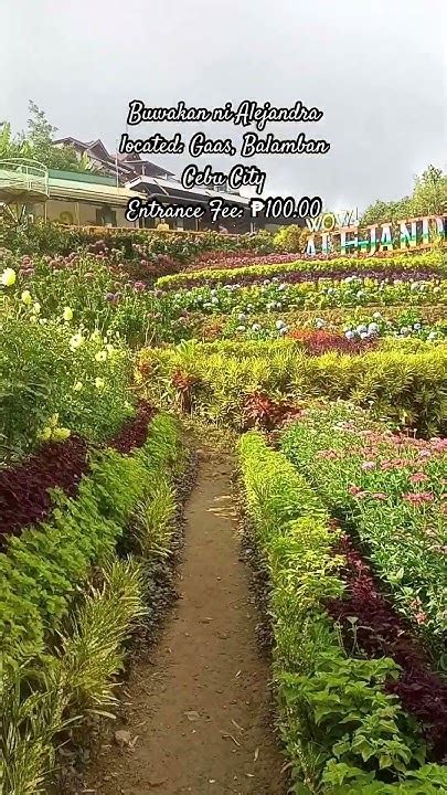 buwakan ni alejandra   enjoy  captivating beautiful flowers