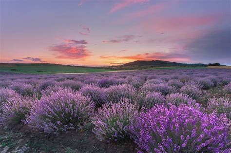 Lavender Farm Lavender Fields Lavander Beauty First Woodlands