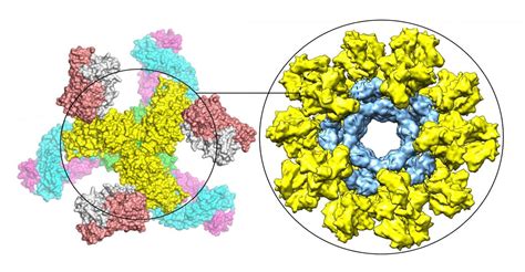 Scripps Research Scientists Unveil Promising New Hiv Vaccine Strategy