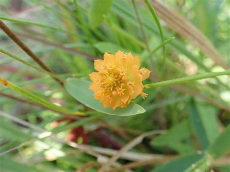 25 Beautiful Types of Orange Wildflowers - A-Z Animals