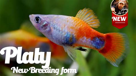 New Platy Variation Blue Butterfly Mickey Mouse YouTube