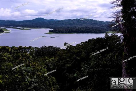 panamanian jungle, panama panamanian jungle, panama, Stock Photo ...