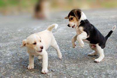 9 Erros Que Tutores Cometem Na Hora De Cuidar Dos Cachorros