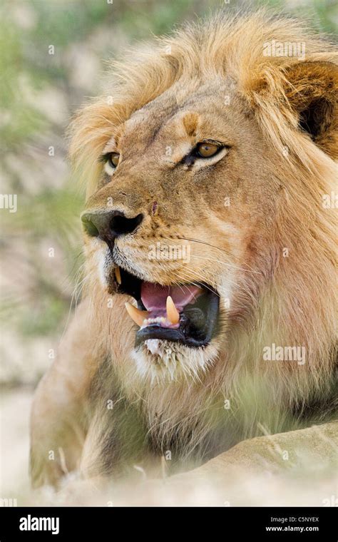 Male African Lion Head Shot Stock Photo Alamy