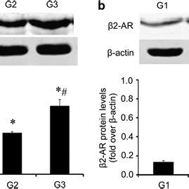 CS Exposure Increased The Expression Of The Adrenergic Receptor