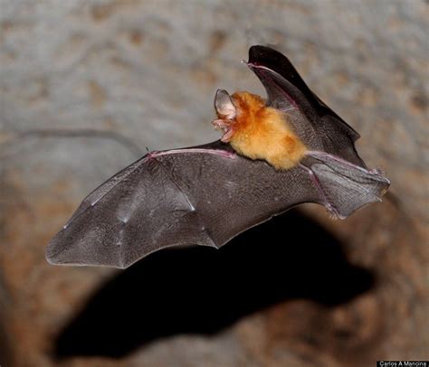 Scientific Name: Natalus primus Common Name: Cuban Greater Funnel Eared Bat Category: Bat ...