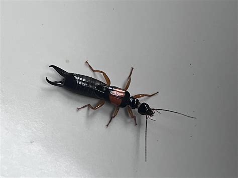 A Colombian Earwig : r/Entomology