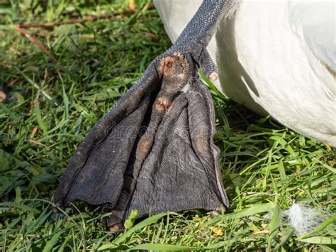 Close Up Of The Large Webbed Feet Of The Adult Mute Swan Cygnus Olor