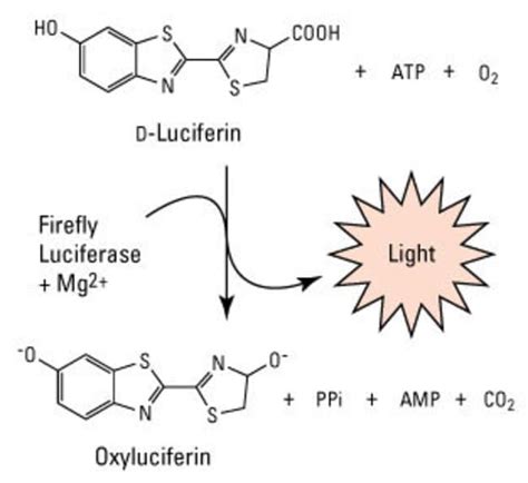 Pierce Firefly Luciferase Glow Assay Kit Thermo Fisher Scientific