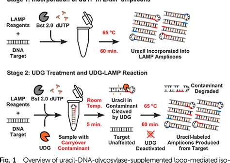 Figure 1 From Simultaneous Elimination Of Carryover Contamination And