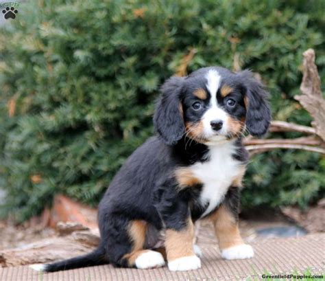 Sheila - Miniature Bernese Mountain Dog Puppy For Sale in Pennsylvania