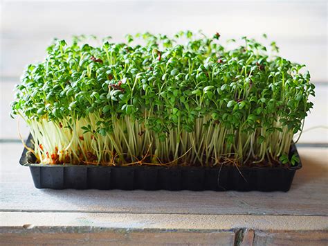 Cress Sources Health Benefits Nutrients Uses And Constituents At