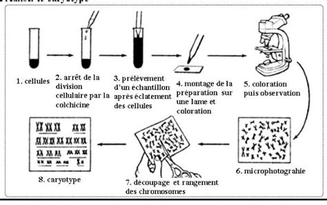 Notions L Mentaires Le Caryotype Et La Formule Chromosomique Bac