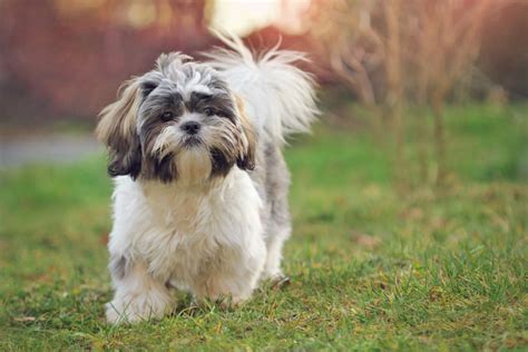 Shih Tzu Breed Guide: Photos, Traits, & Care – BARK Post