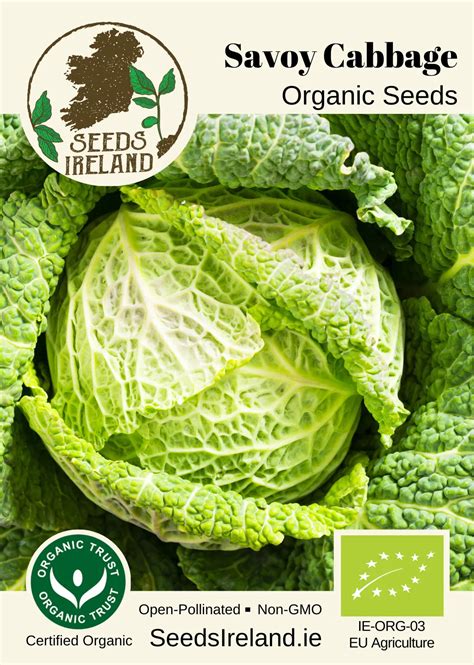 Savoy Cabbage Seeds Ireland Organic Vegetable Seed