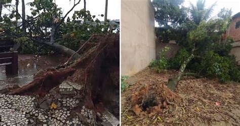 Temporal derruba 15 árvores e destelha casa na Grande Vitória A Gazeta