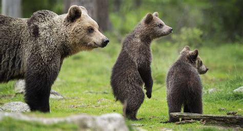 Orso Marsicano Nuovi Cuccioli Nel Parco Nazionale D Abruzzo Felicit