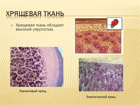 Ткани организма человека - презентация онлайн