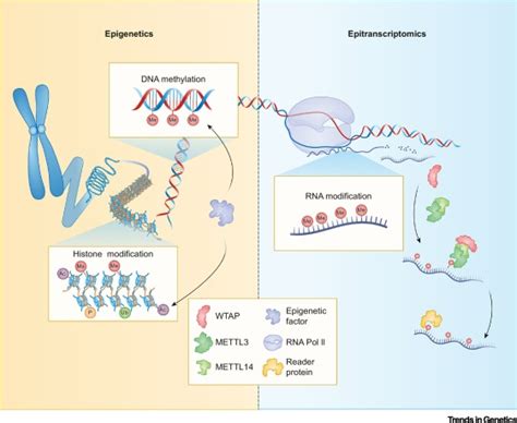 Crosstalk Between Epitranscriptomic And Epigenetic Mechanisms In Gene