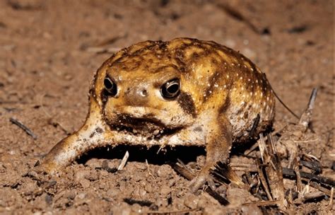 african  frog images stock   objects vectors