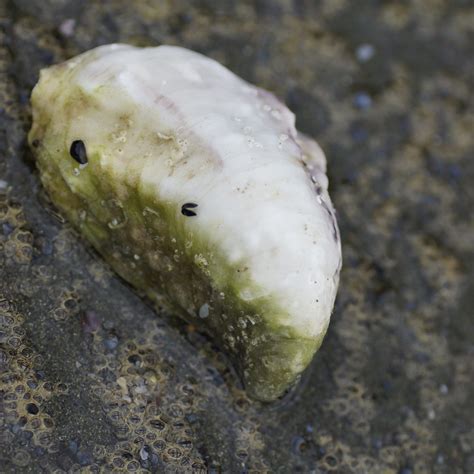 Pest Pacific Oyster Barwon Bluff