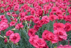 Dianthus Gratianopolitanus Rotkappchen Rosso Porpora Vivai Marche