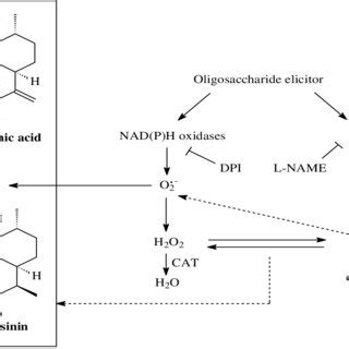 A Simplified Hypothetical Model For Oligosaccharide Elicitor