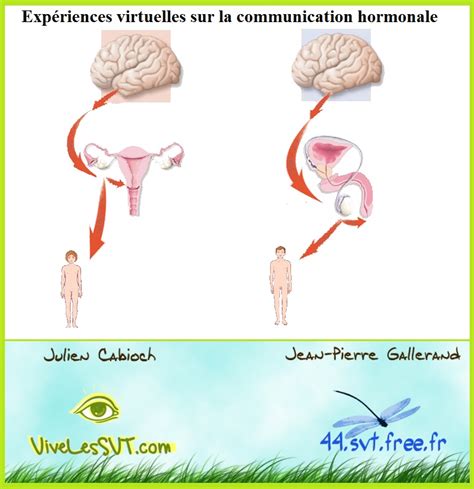 Chapitre 7 Communication Hormonale Et Puberté