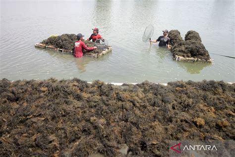 Budi Daya Rumput Laut Gracilaria Di Sidoarjo Antara News Jawa Timur