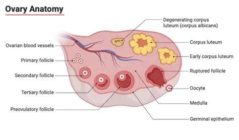 Gonads Ovaries And Testes Structure Hormones Regulation Disorders Functions Biology