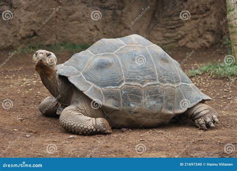 giant turtle stock photo image  ancient rare single