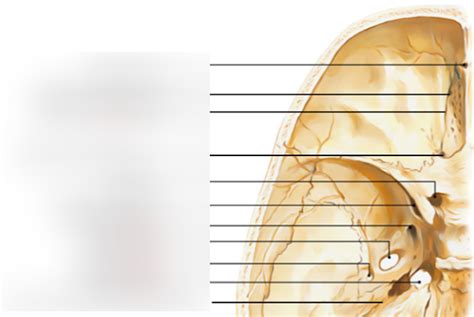 Foramen diagram Diagram | Quizlet