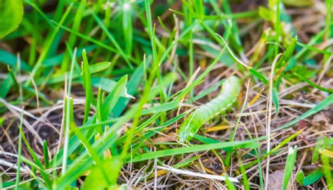 How To Get Rid Of Cutworms In Your Garden Amaral Farm