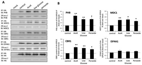 IJMS Free Full Text GPR19 Coordinates Multiple Molecular Aspects Of