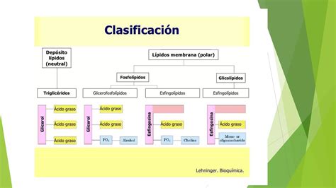 Los Nutrimentos Como Componentes De La Celula PPT