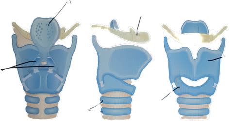 Vocal Anatomy Diagram | Quizlet