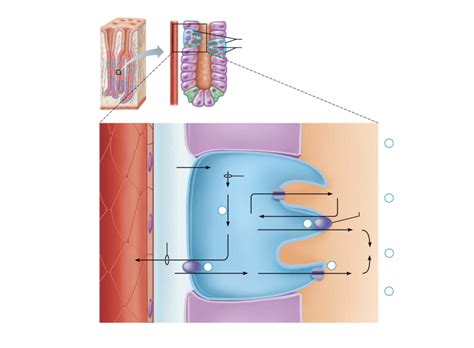 Mechanism Of Hcl Secretion By Parietal Cells Diagram Quizlet