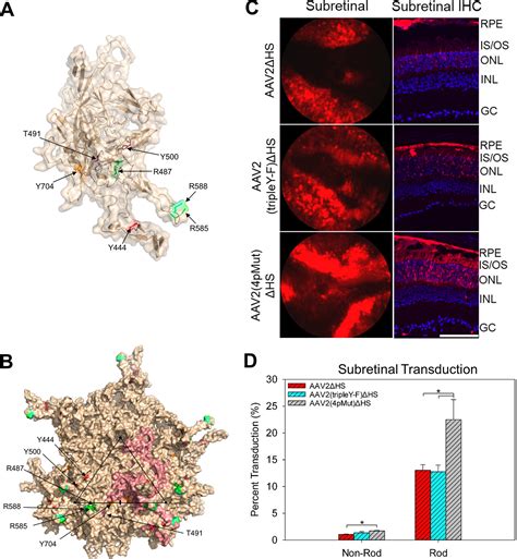 Effects Of Altering Heparan Sulfate Proteoglycan Binding And Capsid