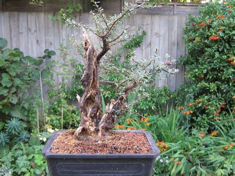 Small-leaved Cotoneaster Styling - Bonsai Empire