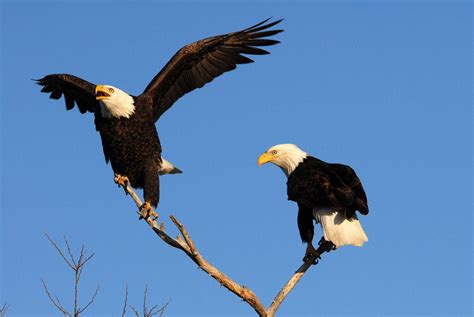 Eagles Soar Over Illinois | WGLT