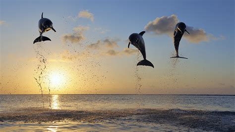 4K, Dolphins, Underwater world, Rays of light, Two, HD Wallpaper | Rare ...