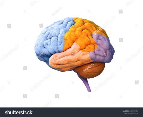 Human Brain Lobes Anatomy Structure Infographic Stock Illustration ...