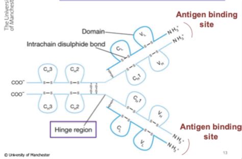 Recognition Of Antigen By B Cells And Antibody Flashcards Quizlet