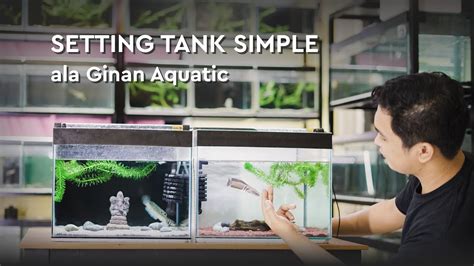 Setting Tank Simple Ala Ginan Aquatic Channa Pulchra Youtube