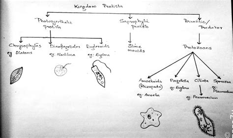 Kingdom Protista - W3schools