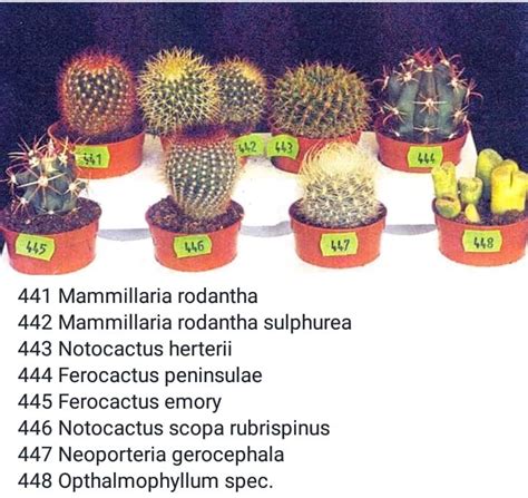 Types Of Cactus Chart