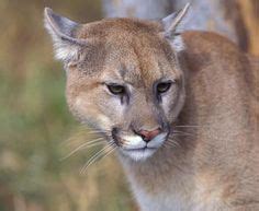 Have you seen a Cougar recently? The DEC has them listed as extinct here but sightings happen ...