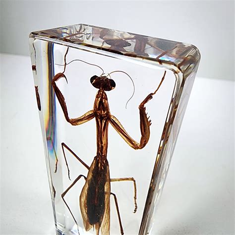 Chinese Praying Mantis in Resin, Tenodera sinensis - Insects In Resin