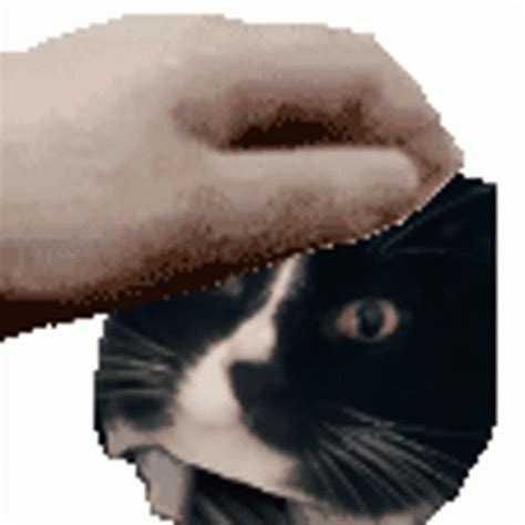 Petpet Cat Sticker Petpet Cat Cookie Discover Share GIFs