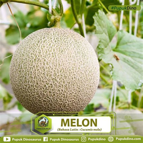 surprising health benefits  melons